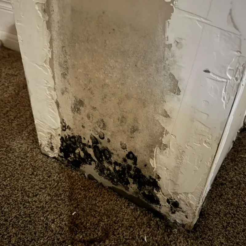 Professional Mold Removal in Milton, WI